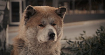 Хатико: Самый верный друг / Hachiko: A Dog's Story (2009) BDRip