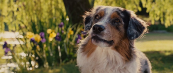 Мармадюк / Marmaduke (2010)