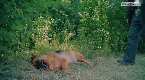 Костя (2016)